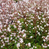 Steenbreek (x3) - Saxifraga umbrosa variegata - Tuinplanten