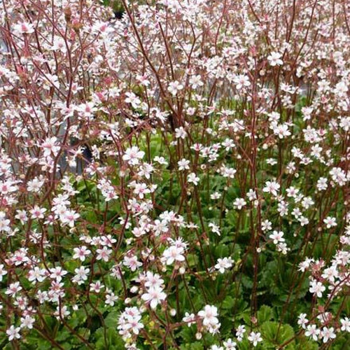 Steenbreek (x3) - Saxifraga umbrosa variegata - Tuinplanten