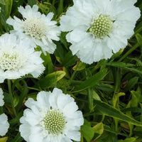 Duifkruid Alba (x3) - Scabiosa caucasica alba - Tuinplanten