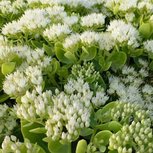 Vetkruid Iceberg - Bakker