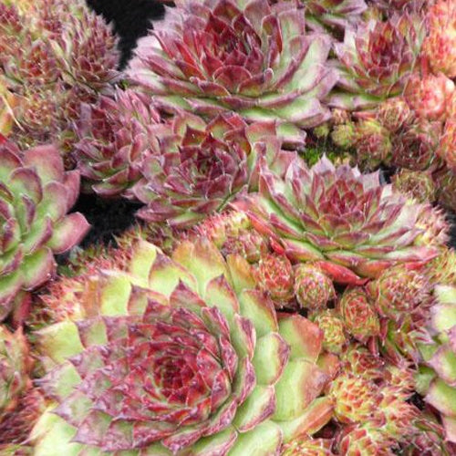 Huislook Dark Beauty (x3) - Sempervivum dark beauty - Tuinplanten