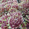 Huislook Silberkarneol (x3) - Sempervivum silberkarneol - Tuinplanten