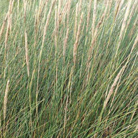 Helmgras - Ammophila arenaria - Tuinplanten