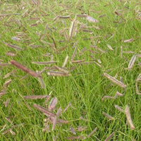 Bouteloua gracilis - Muskietgras - Vaste planten