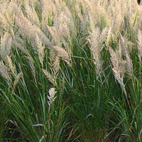 Calamagrostis arundinacea var. brachytricha - Diamantgras - Siergrassen