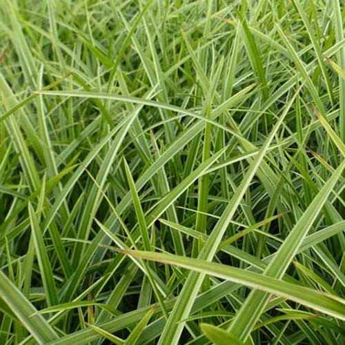 Zegge Japon Gilt - Bakker