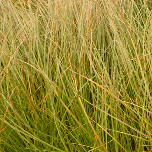 Zegge - Carex testacea - Tuinplanten