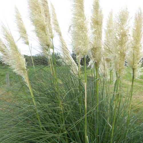 Pampasgras Sunningdale Silver - Cortaderia selloana sunningdale silver - Tuinplanten