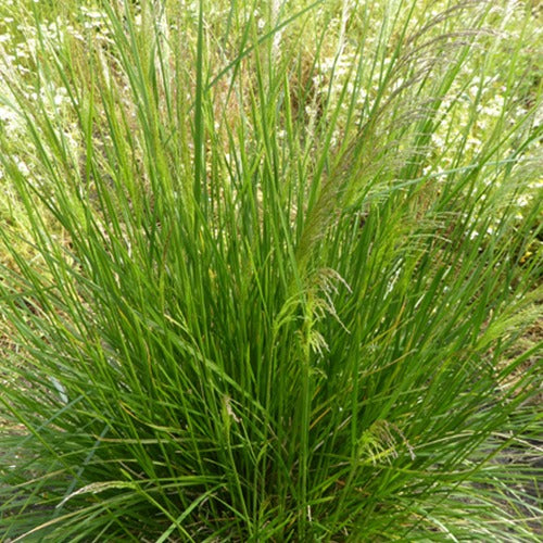 Smele (x3) - Deschampsia cespitosa goldtau - Tuinplanten