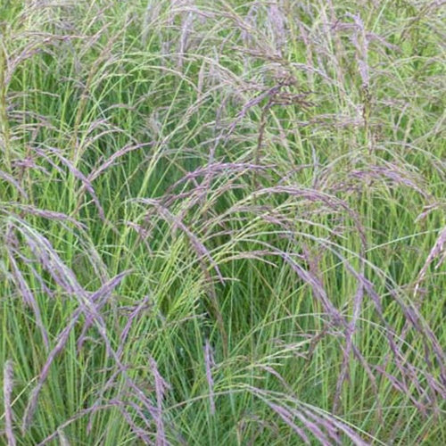 Blauw schapegras améthyste - Festuca amethystina - Tuinplanten