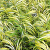 Japanse berggras - Bakker