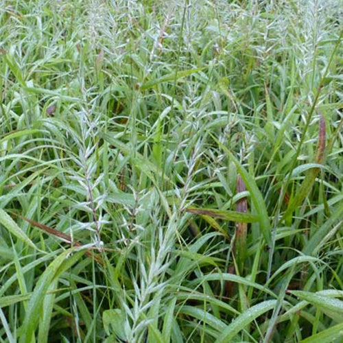 Flessenborstelgras (x3) - Hystrix patula - Tuinplanten