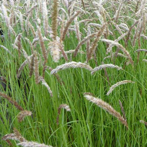 Parelgras - Melica ciliata - Tuinplanten