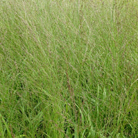 Pijpestrootje Transparent - Molinia arundinacea transparent - Tuinplanten