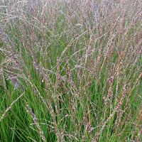 Pijpestrootje Heidezwerg - Molinia caerulea heidezwerg - Tuinplanten