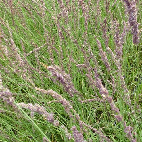 Pijpestrootje Moorhexe - Molinia caerulea moorhexe - Tuinplanten