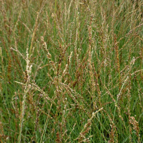 Pijpestrootje Poul Petersen - Bakker