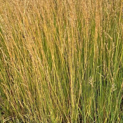 Pijpestrootje Moorflamme - Molinia caerulea moorflamme - Bakker