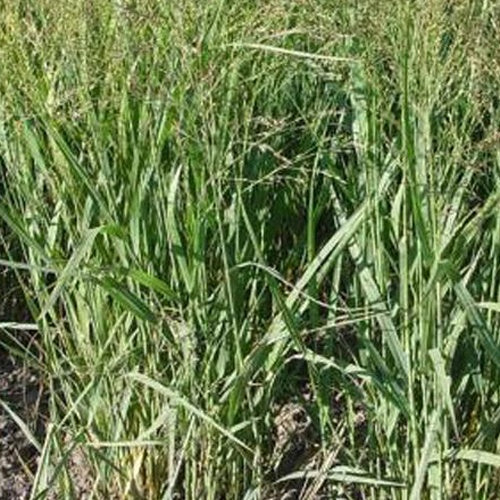 Vingergras Buffalo Green - Panicum virgatum buffalo green - Tuinplanten