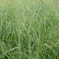 Vingergras Prairie Sky - Panicum virgatum prairie sky - Tuinplanten