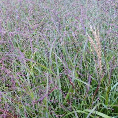 Vingergras Shenandoah - Panicum virgatum shenandoah - Tuinplanten