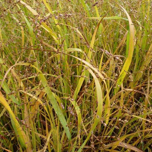 Vingergras Stafa - Panicum virgatum stäfa - Tuinplanten