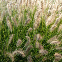 LampepoetsersgrasGelbstiel - Pennisetum alopecuroides gelbstiel - Tuinplanten