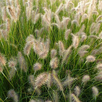 LampepoetsersgrasGoldStrich - Pennisetum alopecuroides goldstrich - Tuinplanten