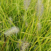 LampepoetsersgrasJommenik - Pennisetum alopecuroides js jommenik - Tuinplanten