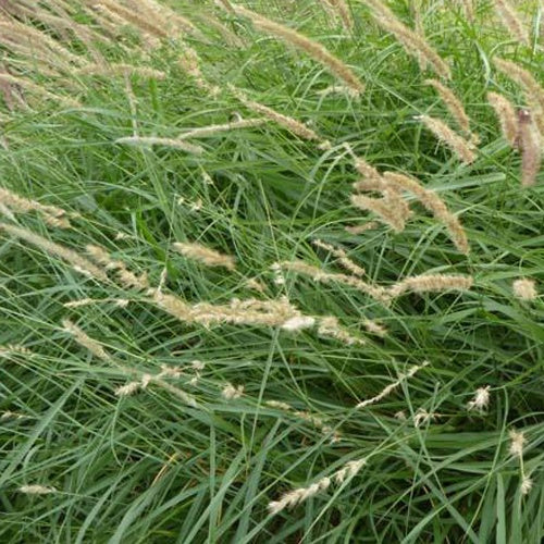 Lampepoetsersgrasfrangée de cils - Pennisetum ciliare - Tuinplanten