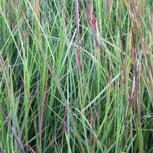 Klein prairiegras - Bakker
