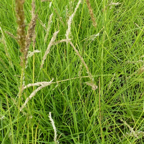 Blauwgras automne - Sesleria autumnalis - Bakker