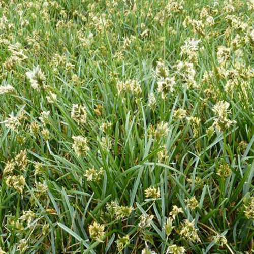 Blauwgras - Bakker