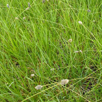 Blauwgras Heufleriana - Sesleria heufleriana - Tuinplanten