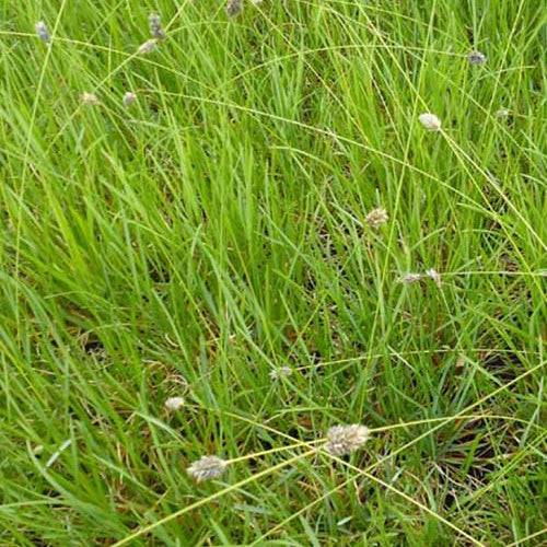 Blauwgras Heufleriana - Sesleria heufleriana - Tuinplanten