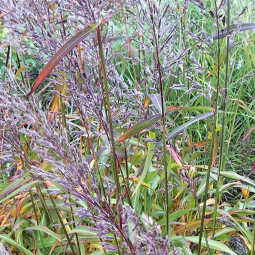 Poaceae - Spodiopogon sibiricus - Tuinplanten