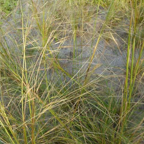 Vedergras chevelu - Stipa capillata - Tuinplanten