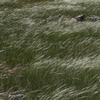 Vedergras penné - Stipa pennata - Tuinplanten