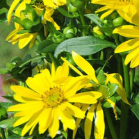 Zonnekroon Maya - Bakker