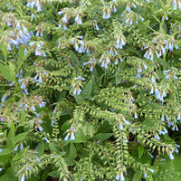 Smeerwortel - Symphytum azureum - Tuinplanten