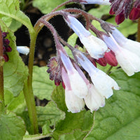 Smeerwortel Hidcote Blue - Symphytum grandiflorum hidcote blue - Tuinplanten