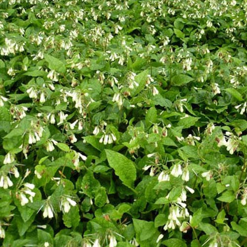 Smeerwortel (x3) - Symphytum grandiflorum - Tuinplanten