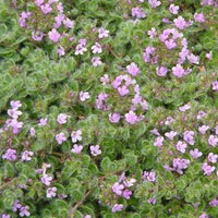 Thijm (x3) - Thymus praecox pseudolanuginosus - Tuinplanten