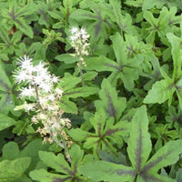 Perzische muts Iron Butterfly - Tiarella iron butterfly - Tuinplanten