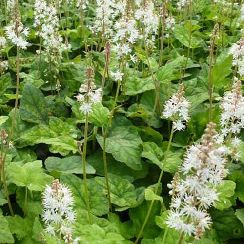 Perzische muts Wherryi (x3) - Tiarella wherryi - Tuinplanten