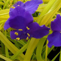 Vaderplant 'Sweet Kate' - Tradescantia ( andersoniana group ) sweet kate - Tuinplanten