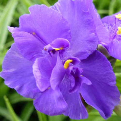 Eéndagsbloem Zwanenburg - Bakker