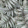 Wijfjesvaren Burgundy Lace - Athyrium niponicum burgundy lace - Kamerplanten