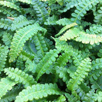 Dubbelloof - Blechnum penna-marina - Kamerplanten