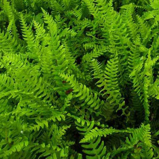 Dubbelloofvaren - Bakker